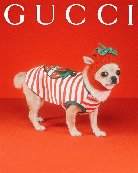 boef gucci jas|Gucci Pet .